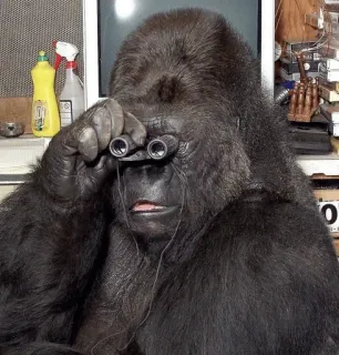 🧐 gorilla, scimmia, binocolo, animale, primate, fauna selvatica telegram sticker