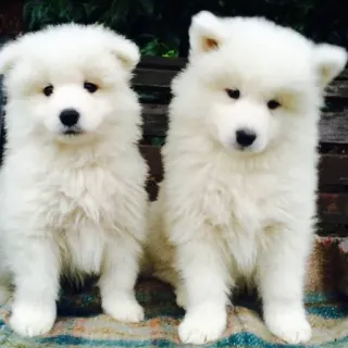 ❤️ Samojede, Hund, Welpe, Tier, süß, Haustier, weiß telegram sticker