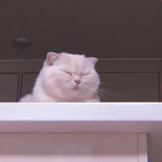 🕯 cat, cute, animal, pet, domestic, feline whatsapp sticker