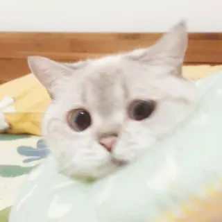 🐱 cat, cute, animal, pet, kitten, domestic cat whatsapp sticker
