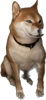 🌭 cão, shiba inu, animal, animal de estimação telegram sticker