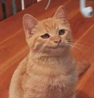 🎃 gato, gato malhado laranja, gato doméstico de pelo curto, felino, animal, animal de estimação, fofo whatsapp sticker