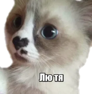 🖤 Лю тя cat, kitten, cute, russian, animal telegram sticker