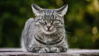 🤔 Katze, Tier, Katzenartig, Haustier, Säugetier, zahm telegram sticker