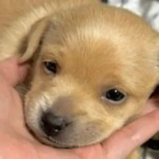 🥺 puppy, dog, cute, animal, pet, labrador, small telegram sticker
