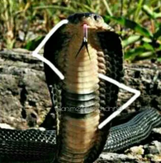 🤨 @anime_try_channel Schlange, Kobra, Tier, Reptil, Wildtier whatsapp sticker