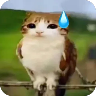 😅 кот, мем, эмодзи, капля пота, животное, милый telegram sticker
