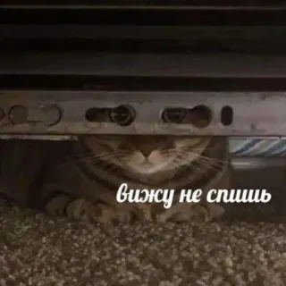🧐 Вижу не спишь Katze, spähen, Meme, Text, Russisch, Tier telegram sticker