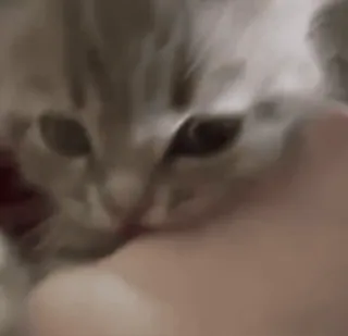 😝 котенок, кошка, домашнее животное, милый, животное, домашний, кошачий whatsapp sticker