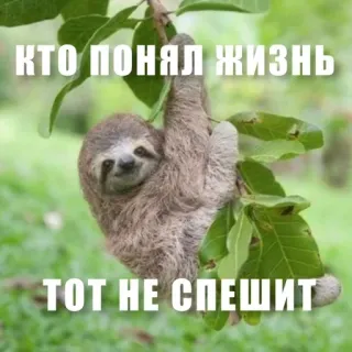 🙃 КТО ПОНЯЛ ЖИЗНЬ
ТОТ НЕ СПЕШИТ sloth, animal, tree, funny, meme, russian telegram sticker