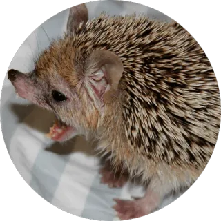 😂 animal, hérisson, mammifère, piquant, faune telegram sticker