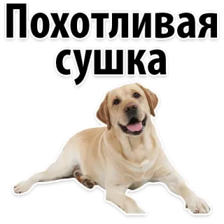 🥖 Похотливая сушка dog, animal, cute, pet, puppy, golden retriever telegram sticker