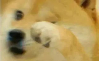 🙂 Doge doge, meme, ngón giữa, xúc phạm, hài hước, meme internet, chó telegram sticker