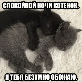 💓 СПОКОЙНОЙ НОЧИ КОТЕНОК.
Я ТЕБЯ БЕЗУМНО ОБОЖАЮ. gatti, gattini, dormire, animali, carino, russo telegram sticker