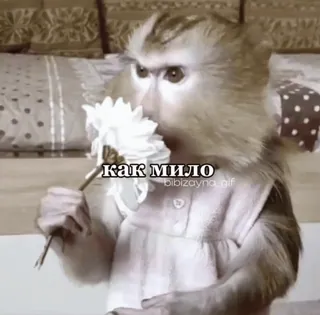 🙈 как мило ลิง, ดอกไม้, น่ารัก, สัตว์, รัสเซีย, ข้อความ telegram sticker