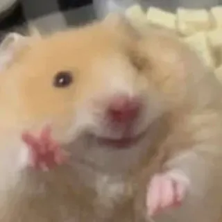 👍 hamster, fofo, animal, roedor, dedo do meio telegram sticker