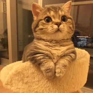 👋 gato, gatinho, animal, fofo, animal de estimação telegram sticker