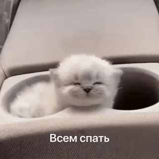 💤 Всем спать chat, chaton, dormir, mignon, animal whatsapp sticker