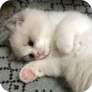 😌 kucing, anak kucing, lucu, binatang, hewan peliharaan, berbulu, putih telegram sticker
