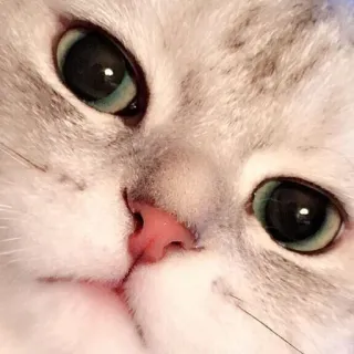 😟 mèo, động vật, thú cưng, dễ thương, mắt, mặt, động vật có vú, mèo nhà telegram sticker