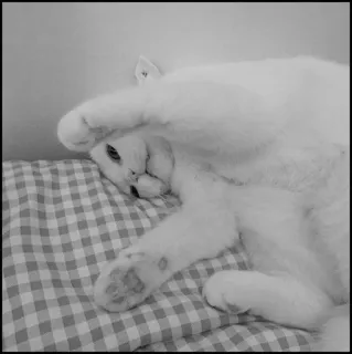 💮 gatto, animale, carino, animale domestico, gatto bianco, felino telegram sticker