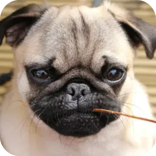 👍 telegram sticker