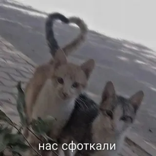 💗 нас сфоткали 猫, ハートの尻尾, 子猫, 動物, 可愛い, ペット whatsapp sticker