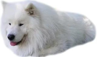 ☁ Hund, Samojede, Tier, Haustier, weißer Hund, süß, flauschig whatsapp sticker
