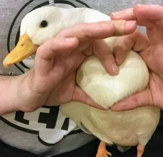 🦆 Ente, Tier, Vogel, Weiß, Haustier, süß whatsapp sticker