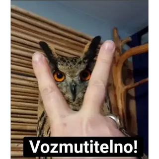 😤 Vozmutitelno! owl, bird, peace sign, funny, meme, reaction, outrageous telegram sticker