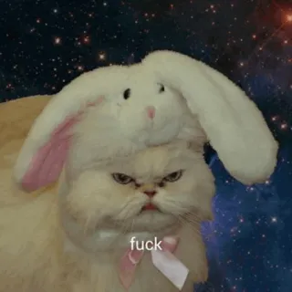 ⚡️ fuck gato, conejo, enojado, meme, divertido, sticker telegram sticker