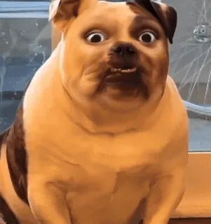 ▫️ perro, animal, gracioso, meme, lindo, mascota, bulldog telegram sticker