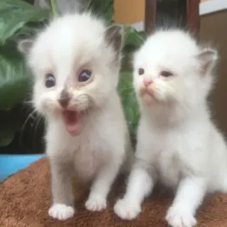 😸 kitten, cat, animal, cute, pet, feline, fluffy whatsapp sticker
