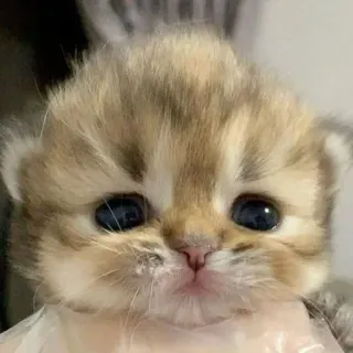 🌟 kätzchen, katze, süß, tier, haustier, jungtier telegram sticker