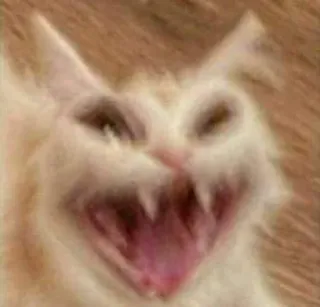 😨 cat, animal, funny, meme, angry, scary, crazy, weird telegram sticker