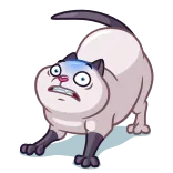 😨 mèo, sợ hãi, hài hước, meme, động vật whatsapp sticker