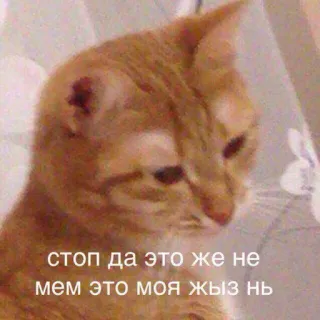 😧 стоп да это же не мем это моя жыз нь telegram sticker