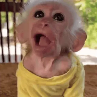 😛 monkey, animal, cute, funny, primate, mammal whatsapp sticker