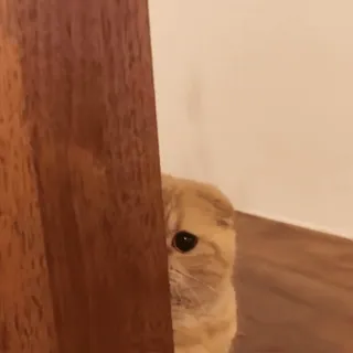 🐱 cat, peeking, hiding, pet, animal whatsapp sticker