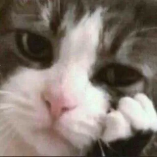 🙁 Katze, Tier, Haustier, süß, Meme telegram sticker