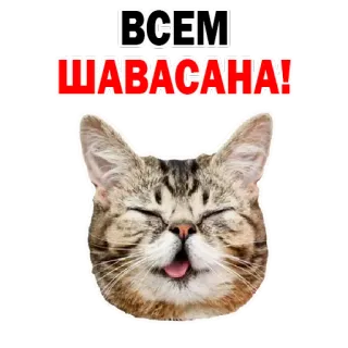 Kittens @stickersb2b telegram stickers