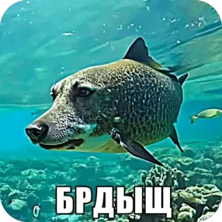 Больше стиков тут: @stikery4 telegram stickers