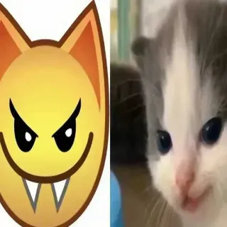 🐱 小猫, 可爱, 动物, 猫, 表情符号 telegram sticker