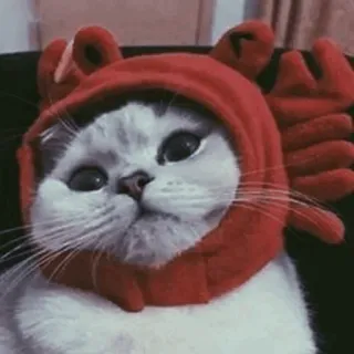 🐾 고양이, 게, 모자, 귀여운, 동물, 애완동물 telegram sticker