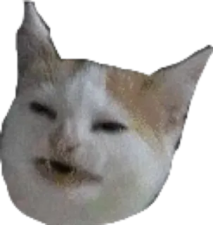 😬 cat, animal, pet, meme telegram sticker