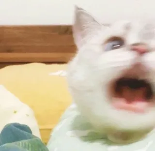 🐱 gatto, urlante, animale, meme, divertente, espressione whatsapp sticker