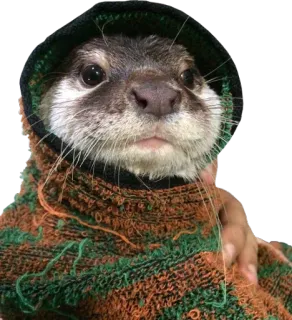 🌯 wydra, zwierzę, bluza z kapturem, słodki, ssak telegram sticker