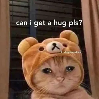 🥺 can i get a hug pls? Katze, Umarmung, traurig, Bär, herzerwärmend, Tier telegram sticker