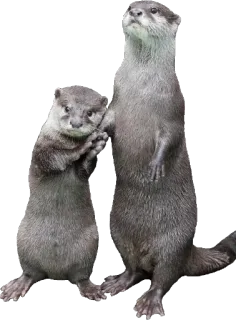 👬 wydra, zwierzę, dzika przyroda, ssak, słodki, natura telegram sticker