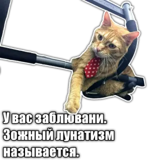 🤸‍♀ У вас заблувани. Зожный лунатизм называется. cat, tie, red tie, funny, Russian, text, sleepwalking, cat with tie telegram sticker